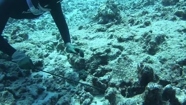 Spearfishing for delicious Hawaii octopus!