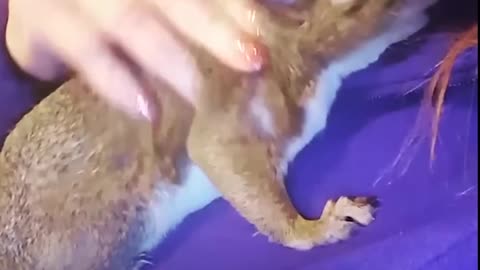 Squirrel Siblings Are The Cutest Little Rebels | The Dodo