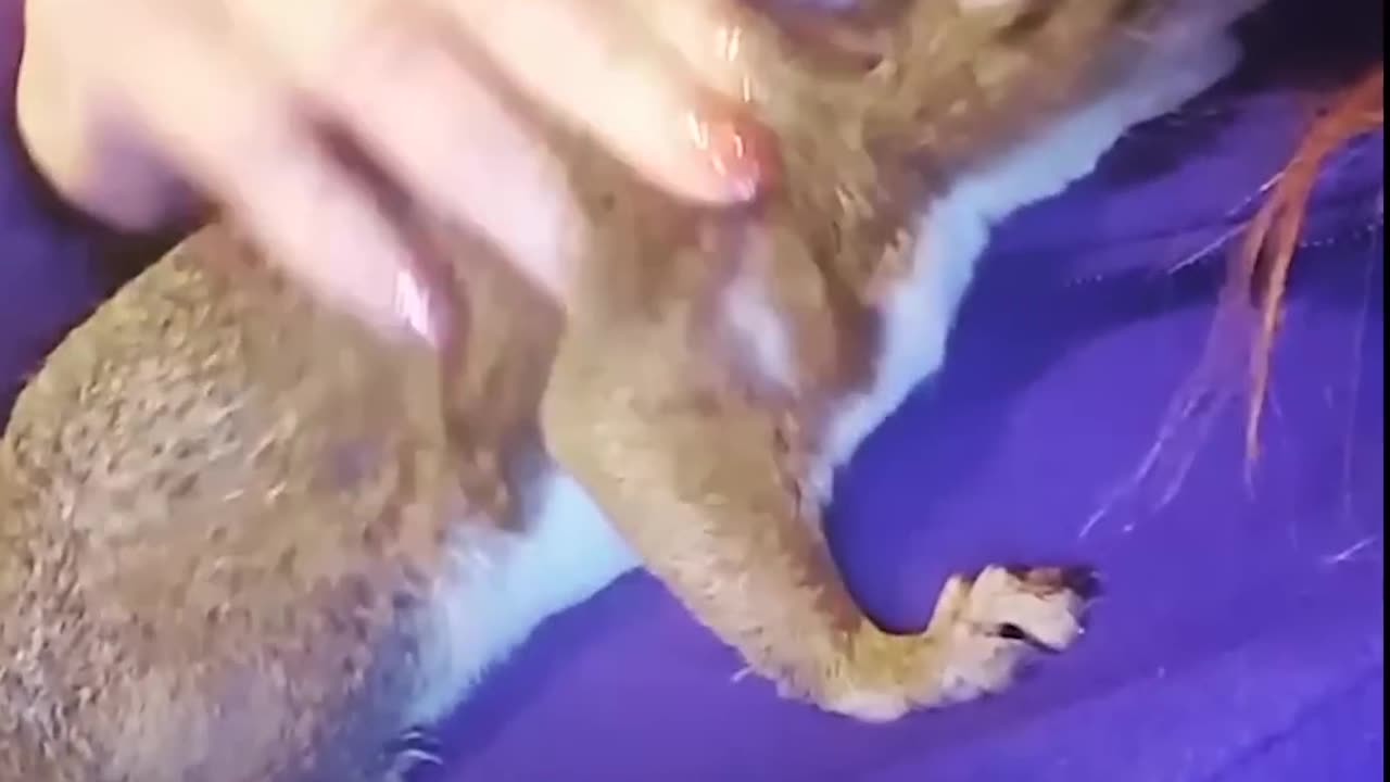 Squirrel Siblings Are The Cutest Little Rebels | The Dodo