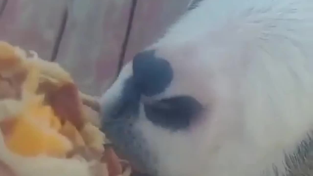 munchies