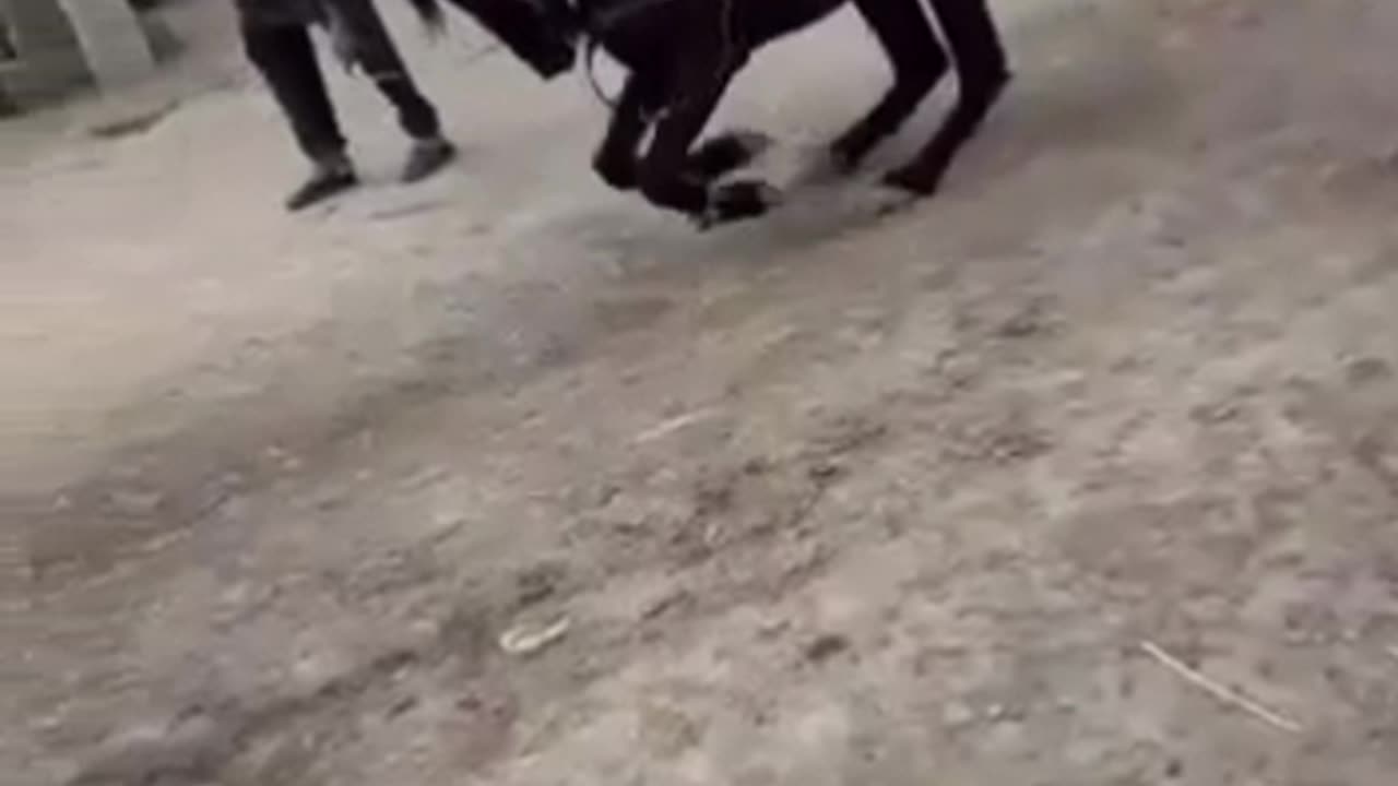Horse dance
