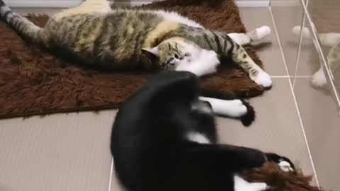 cat break dance