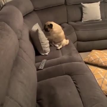 Reaction after listening to Biden.. Or Pelosi.. Or Fauci..