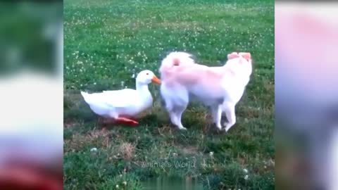 Aww so funny😂 funniest cats and dogs😂🤣
