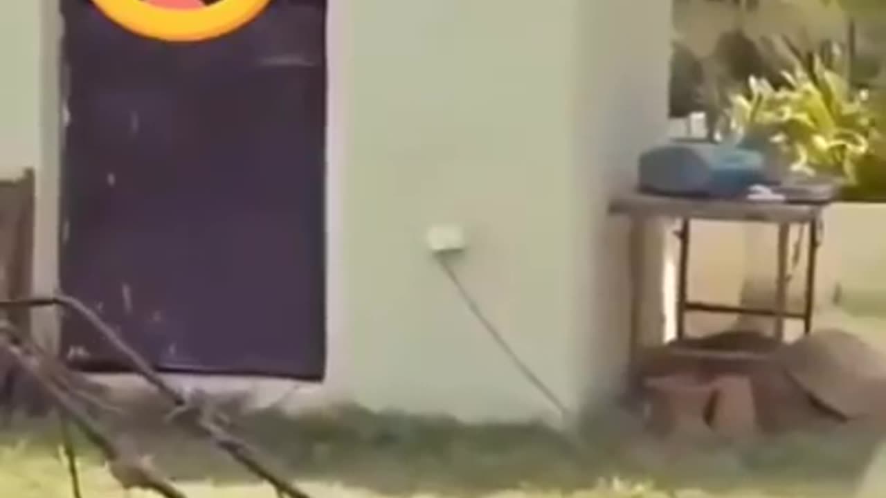 funny video of golden memories
