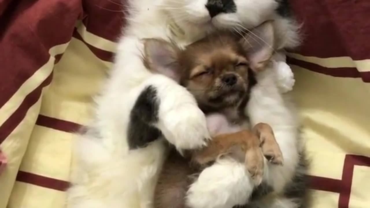 Funny animal videos|Cute animal videos |Funny dog&cat videos|Hilarious pet videos|Funny video