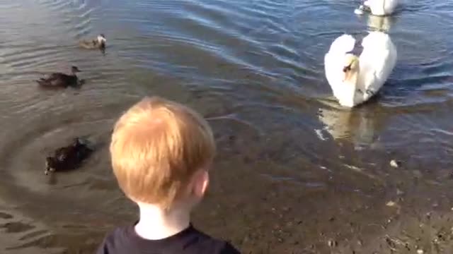 SWAN ATTACK! Watch til the end