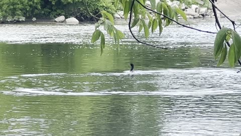 Bathing splashing Cormorant