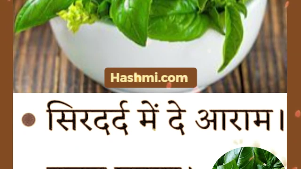 Health Benefits of Basil Leaves #shorts #basil #tulsi #herbs #viral #health #benefits