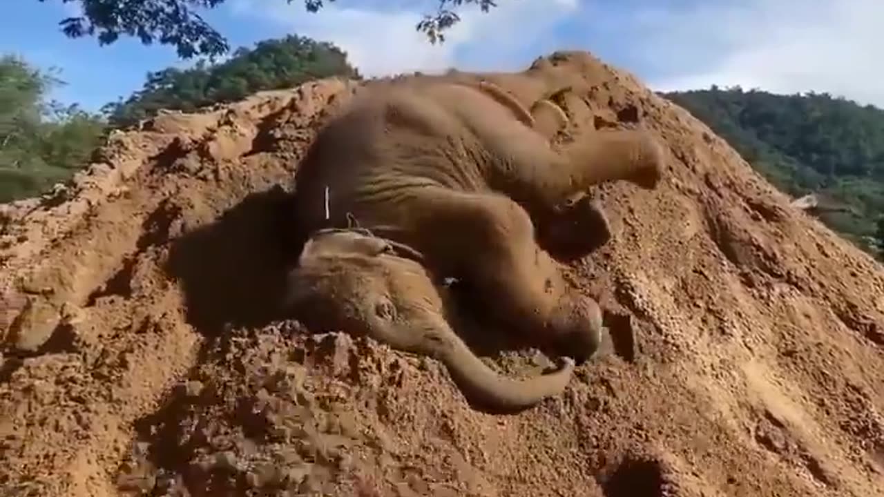 Funny elephant baby