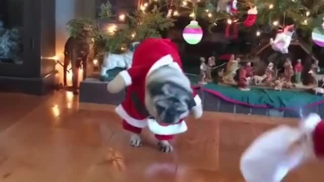 When you don't get exactly what you wanted for Christmas! 😂🎅🐶