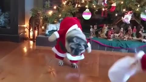 When you don't get exactly what you wanted for Christmas! 😂🎅🐶