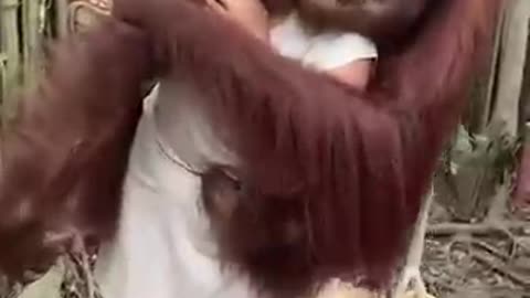 Monkey funny video