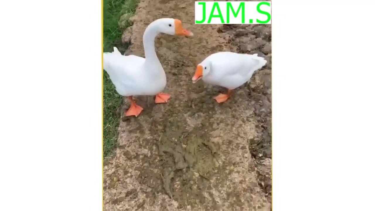 FUNNY MOMENTS WTIH ANIMALS