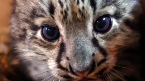 Cute Leopard cub 🐆