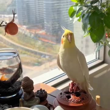 Ein Tier, das mehr begreift, als so manch andere ... ^^ 🫶 💖