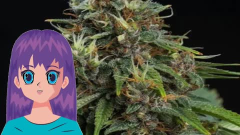 BISHO PURPLE – Tropical Seeds