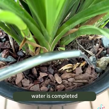 Home plants 🪴 fertiliser