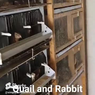 Small farm Quail and Rabbit farming. #homesteading #meat rabbits #Quail