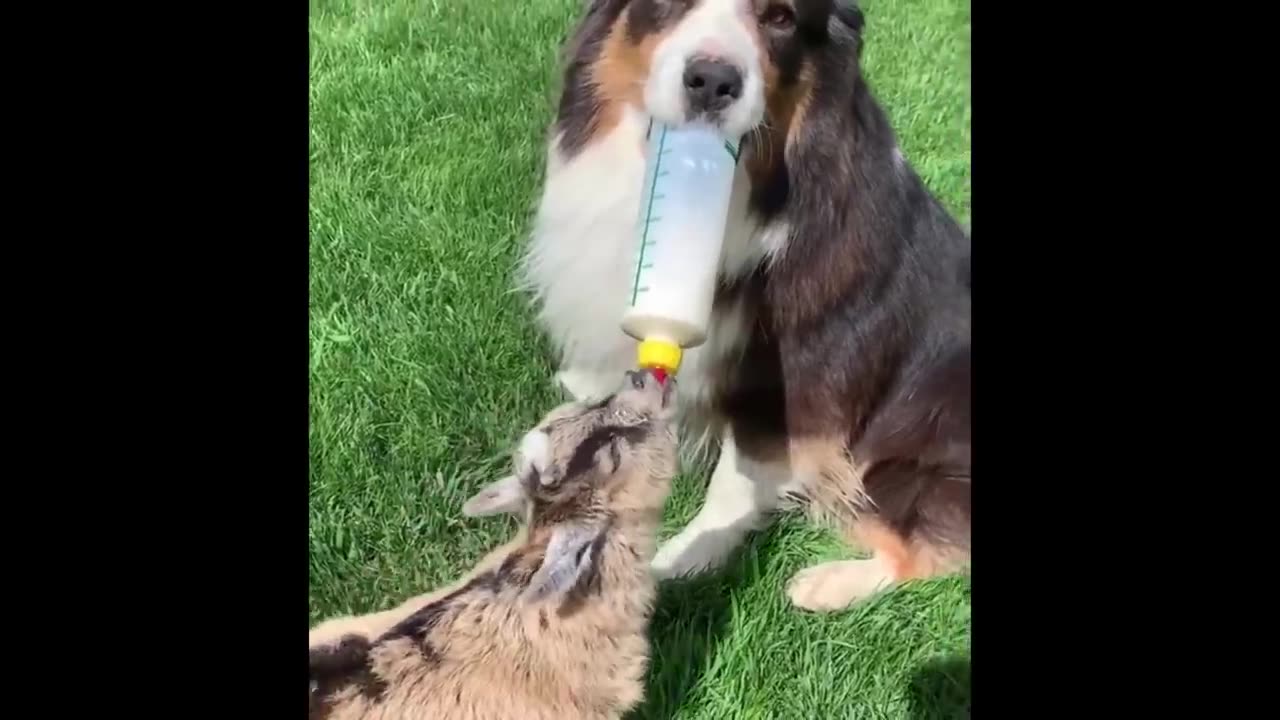 compilation of Funny and Cute Animal Videos for 2020 (Cat 2020) #7: TRY NOT TO LAUGH