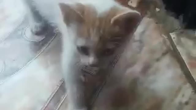 Funny cat🐈🐹😻😼😺