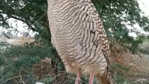 Grey francolin beautiful voice