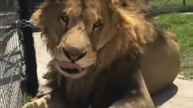 Top 10 best photos lions