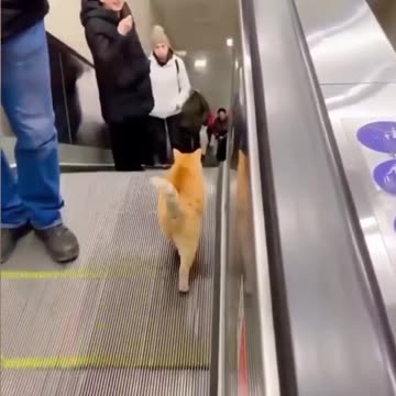The cat goes against the escalator
