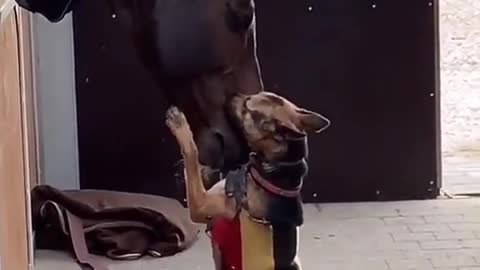 The dog visits his old friends every week❤️