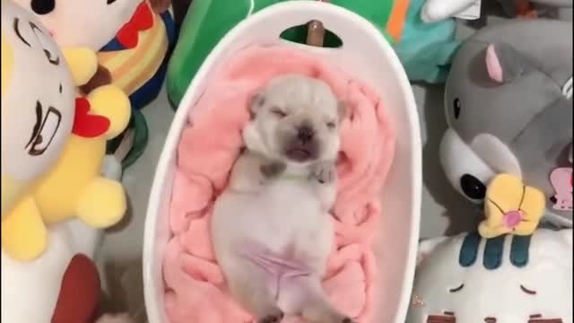 Baby Dogs - Cute and Funny Dog Videos Compilation #13 | funnycog