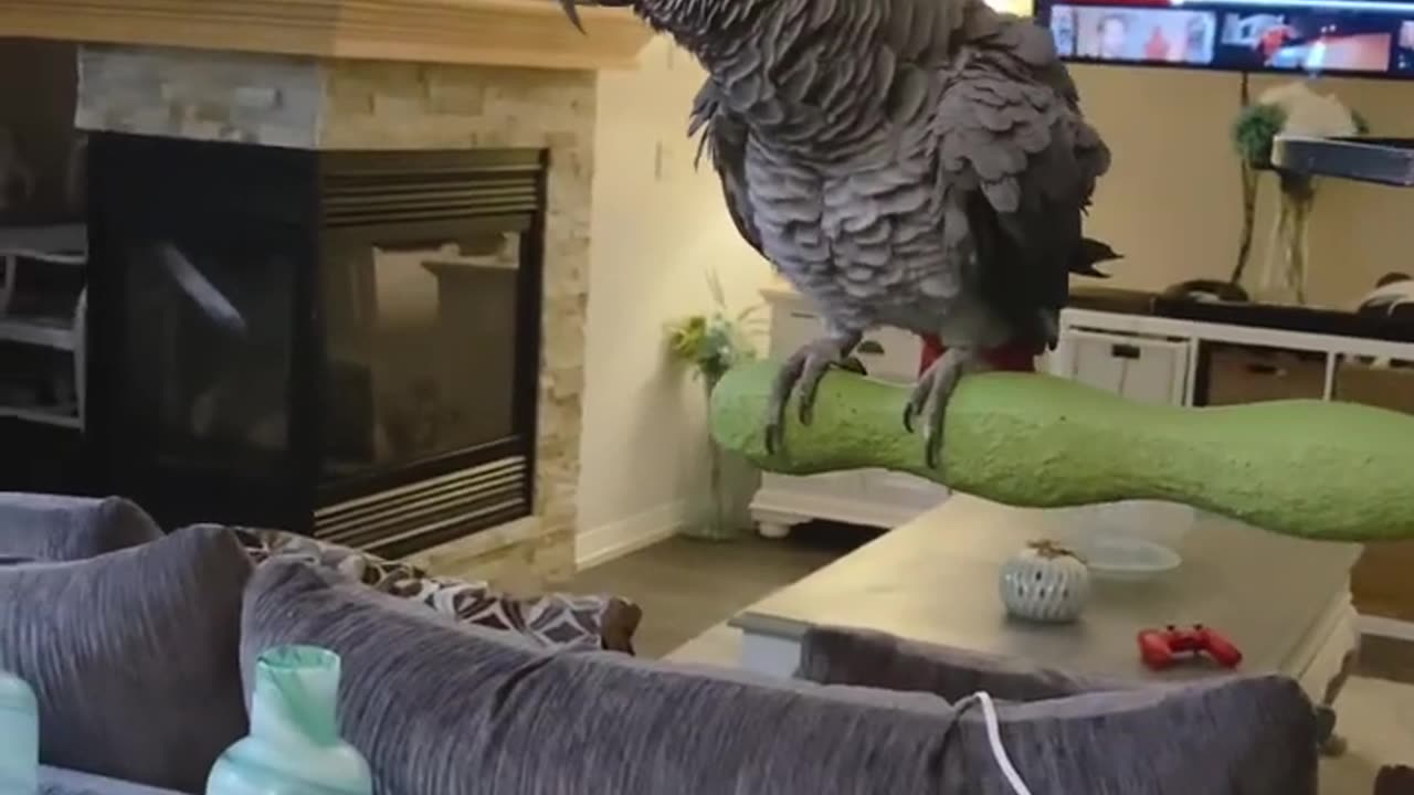 It’s the shush at the end for us 🤣💀 - African Grey Parrot Talking