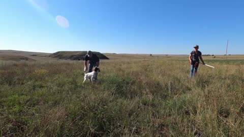 Free Dog training on field