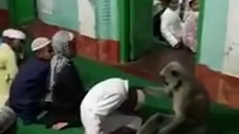 Monkey fun time
