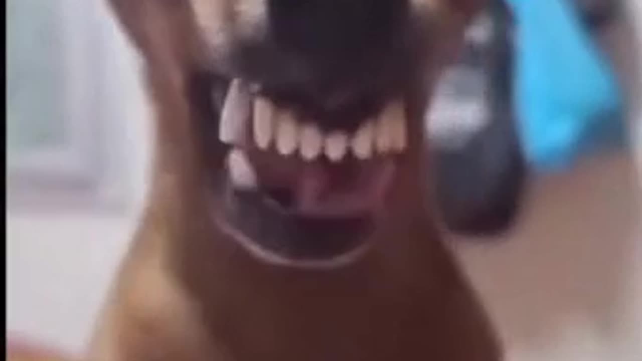 Funny dog 🐕 video 🤣😂