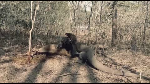 Again, the Komodo dragon preys on the deer that are still alive