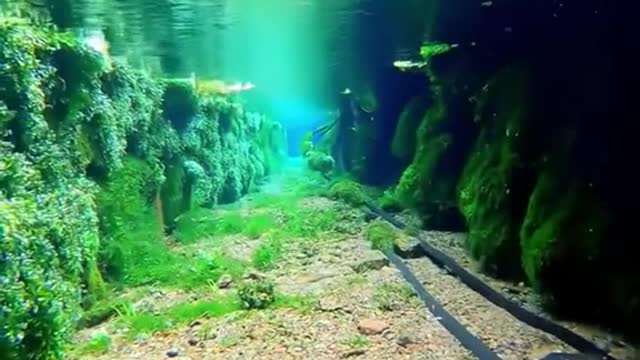 It turns out that there is a paradise underwater