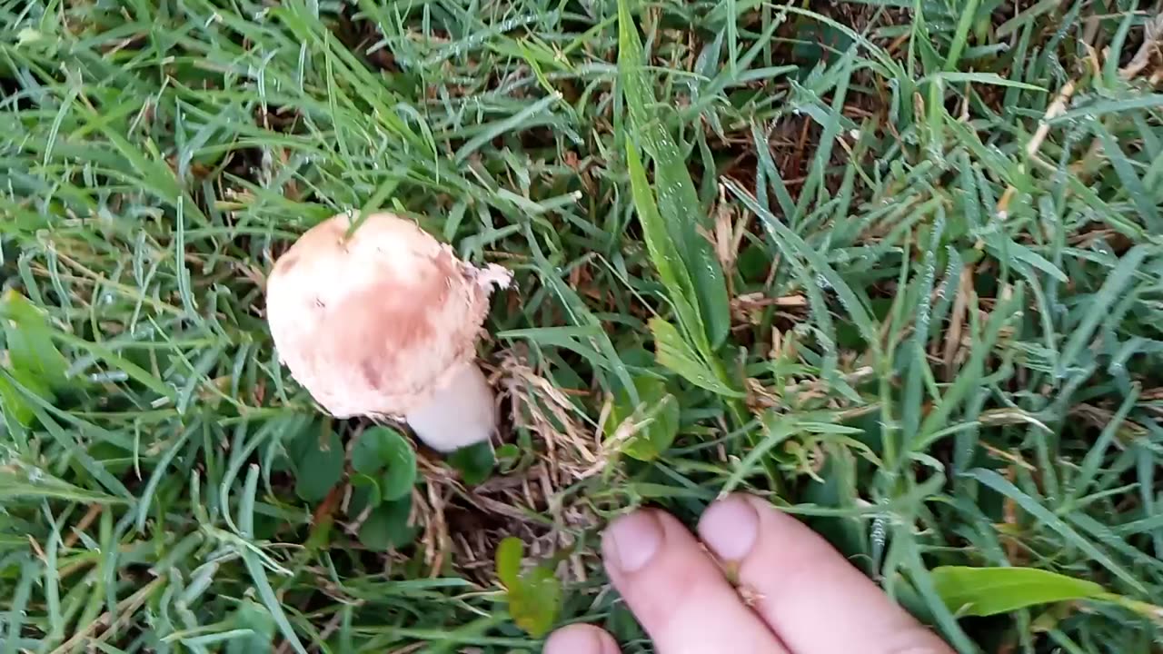 Gold cap Mushrooms 🍄