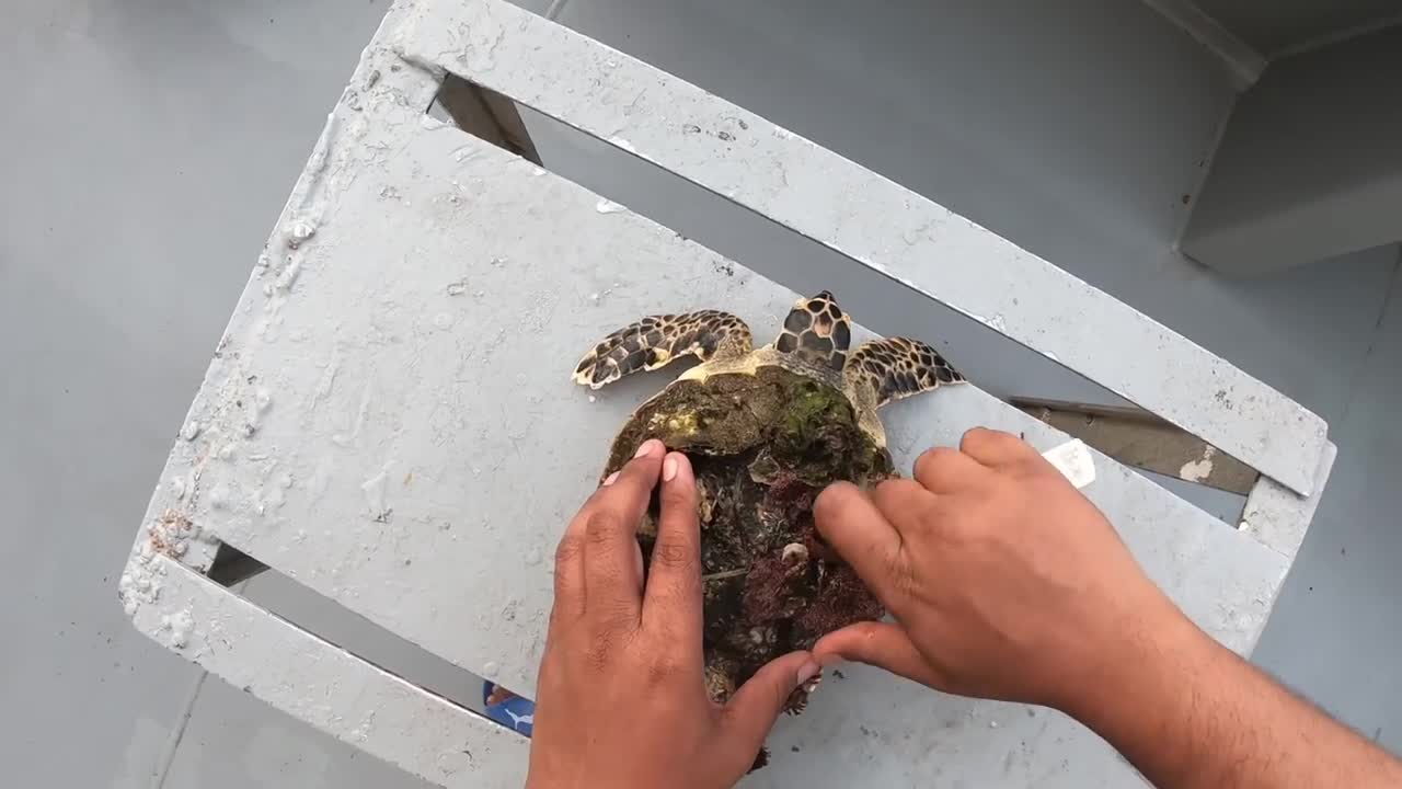 Rescue Sea Turtle Removing Barnacles From a Poor Sea Turtle | animals, Nature, turtles, ocean, ASMR