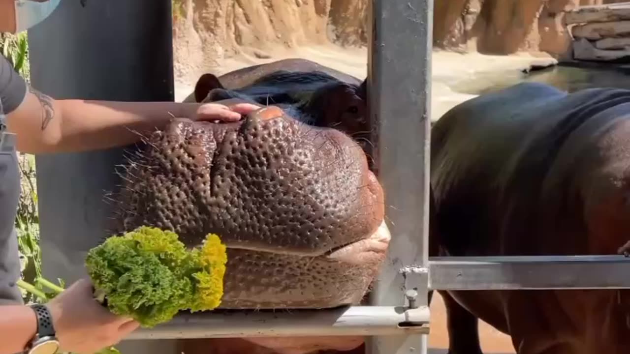 Animals video