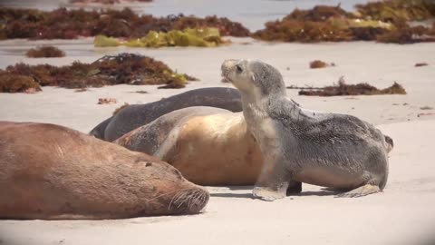 Sea lions love his baby