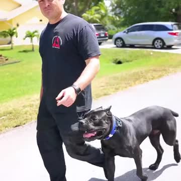 Does your dog have a good down stay?