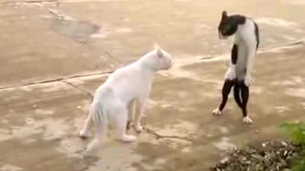 cats dancing