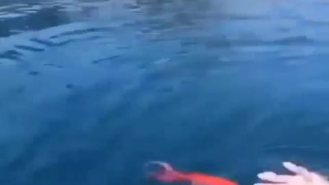 This is a beautiful and charming water-dwelling species