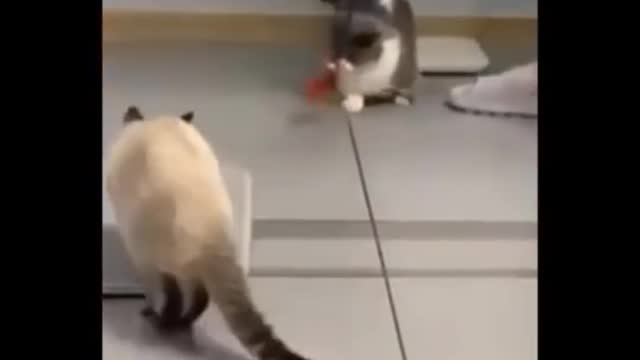 Funny video Cat