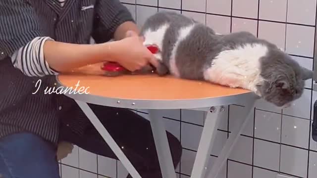 forced to operate cat cat