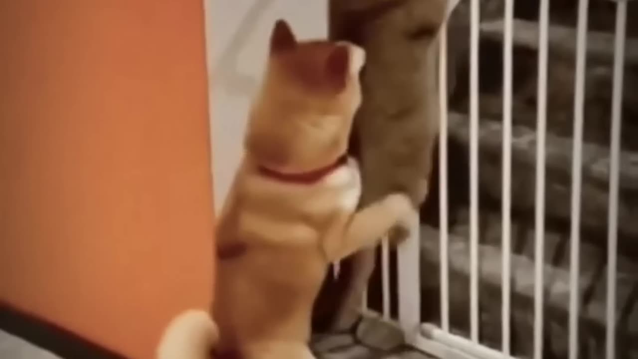 Helping cats funny