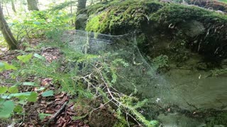 Spider Web