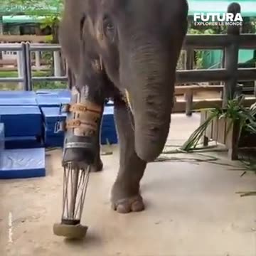 A nice man made an elephant 🐘🐘🐘🐘🐘🐘🐘 very happy 😁😁😁