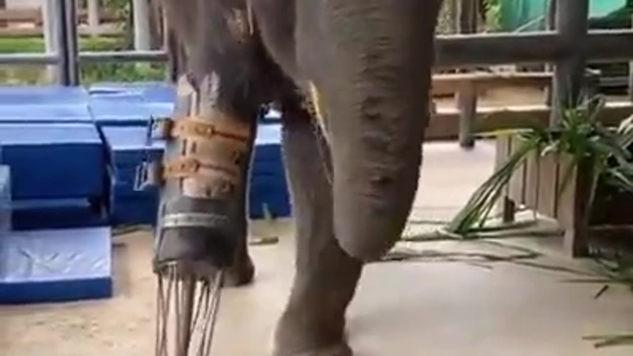 A nice man made an elephant 🐘🐘🐘🐘🐘🐘🐘 very happy 😁😁😁