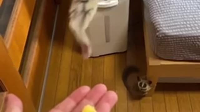 Whooa!! This galago can really jump high🤭🤭